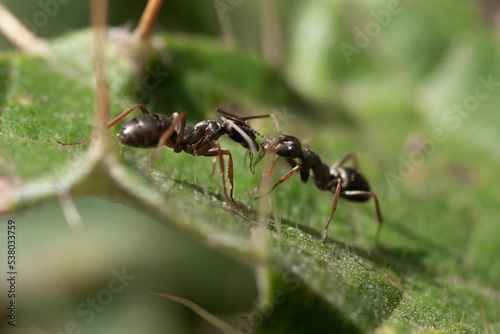 The action of ant, Two ants on a leaf close up