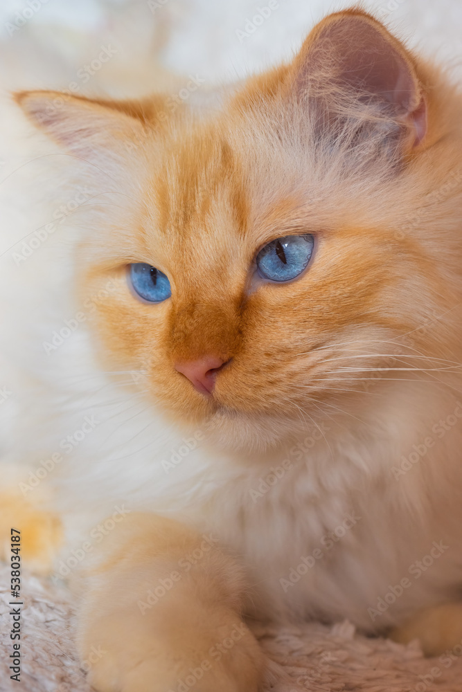Closeup of a white Birman cat with bright blue eyes, lying on a white blanket