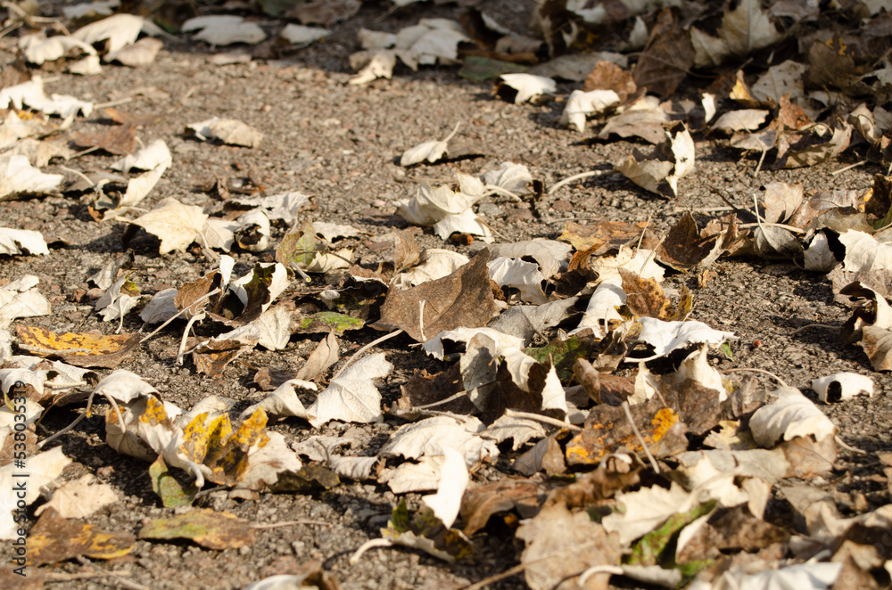 Asphalt ground with brown and yellow autumn leaves. Asphalt ground with brown and yellow autumn leaves.