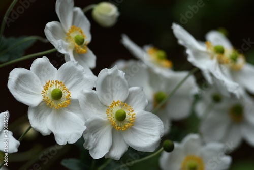 Białe zawilce mieszańcowe Andrea Atkinson (Anemone hybrida) w szarościach i cieniach