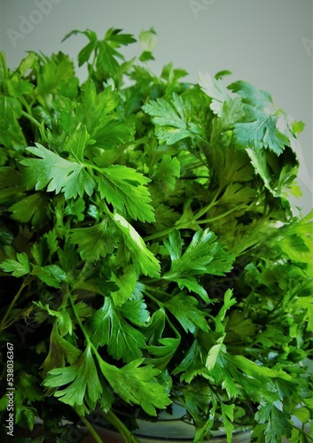green leaves of fresh parsley close-up 