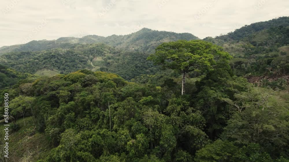 drone flying around a sacred tree inside the remote rainforest in the Costa Rica jungle drone flying around a sacred tree inside the remote rainforest in the Costa Rica jungle