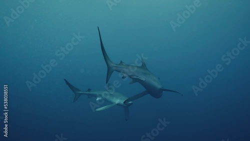 Wallpaper Mural Two blue sharks swimming together in the Atlantic ocean in slow motion Torontodigital.ca