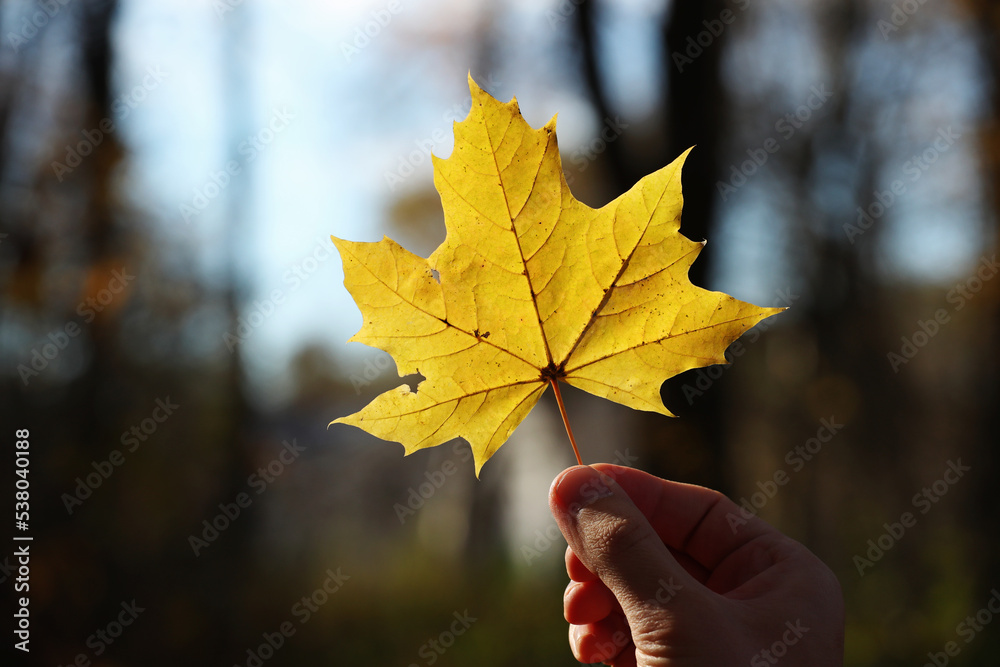 Yellow autumn maple leaf in young man hand on a forest background. Pavel Kubarkov, my right hand and yellow maple leaf. Photo was taken 12 October 2022 year, MSK time in Russia.