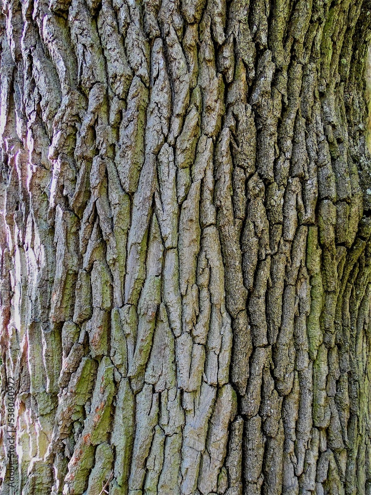 texture of old oak bark close - up