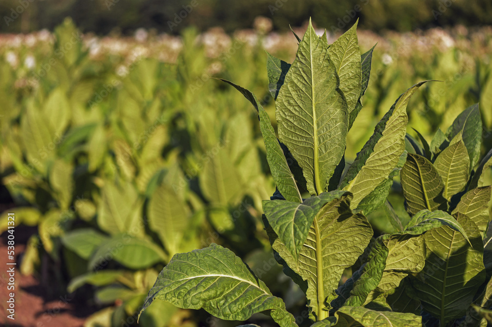 Obraz premium Tobacco bush against the farm background