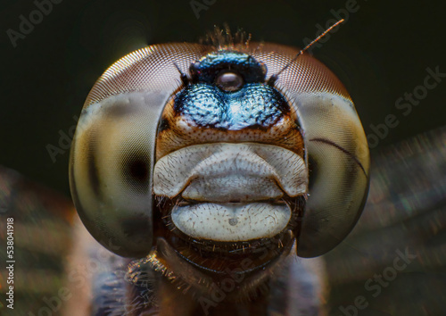 Extreme closeup or macro shots of insects around us © kiran