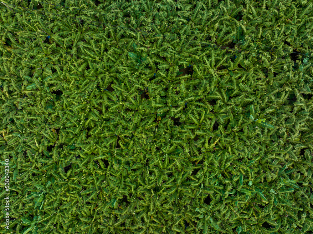 Aerial view of banana trees growing at field Aerial view of banana trees growing at field