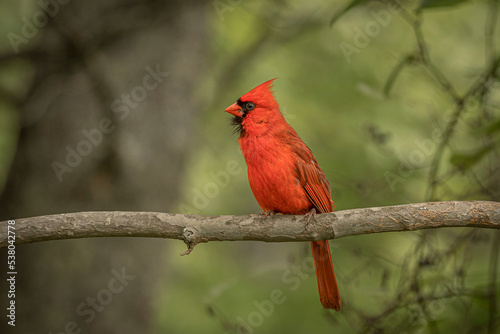 Male Northern Cardinal perched on a tree branch © Judy