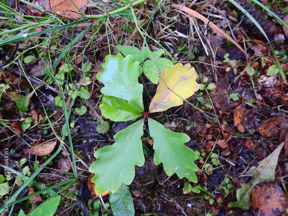 young oak tree sprung up from an acorn young oak tree sprung up from an acorn