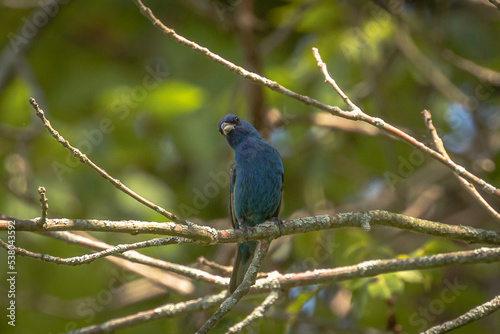 Indigo Bunting perched on a tree branch