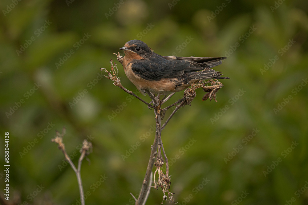 Fototapeta premium Barn Swallow on a dead flower