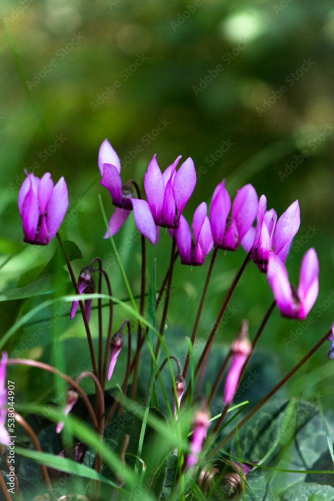 purple cyclamen in the garden purple cyclamen in the garden