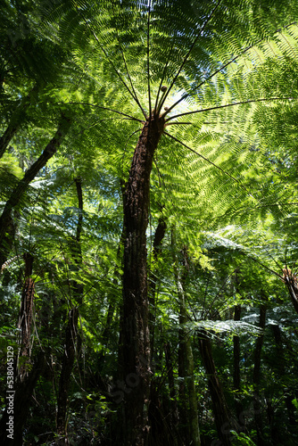 Giant fern in Amboro national park, Bolivia.  photo