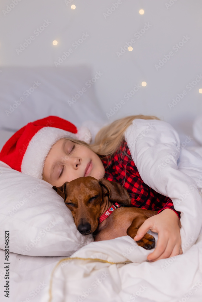 a cute little blonde girl in a Santa hat and pajamas is sleeping in bed with her beloved pet dog dachshund. a child sleeps in bed with a dog