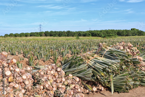 new pineapple shoots Prepare for planting to increase productivity