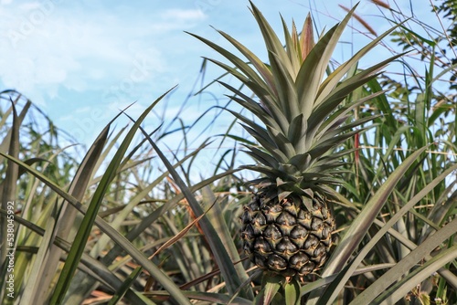 Pineapple that bears fruit is too small. Fertilizers may be needed to add more nutrients and care. © Suthep