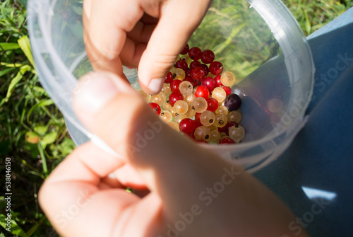 Kid's hands holding plastic container with white and red currant berries