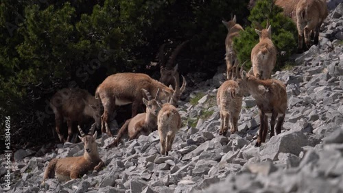 Group of Alpine ibex (Capra Ibex) on the Italian Alps - Static photo