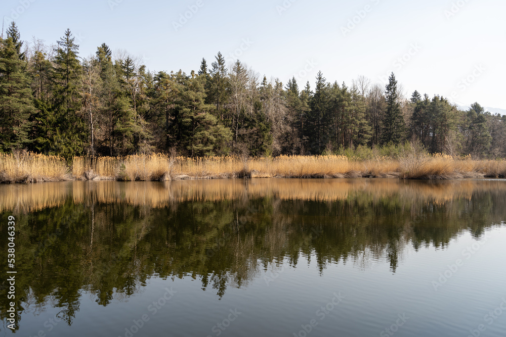 Lake in the Forest