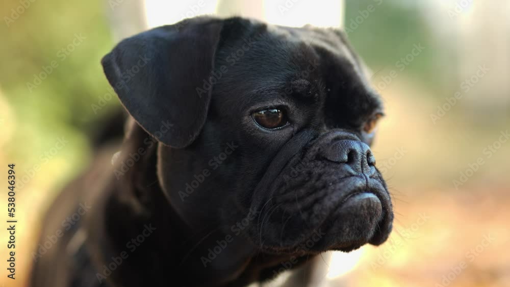 Black french bulldog with droopy ears looking at camera close-up Black french bulldog with droopy ears looking at camera close-up
