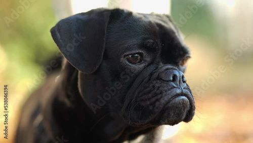 Black french bulldog with droopy ears looking at camera close-up photo