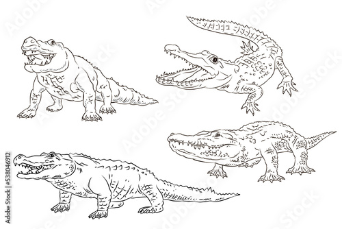 Fototapeta Naklejka Na Ścianę i Meble -  Vector image of a crocodile. Black and white drawing, coloring book for children. Crocodile emblem.