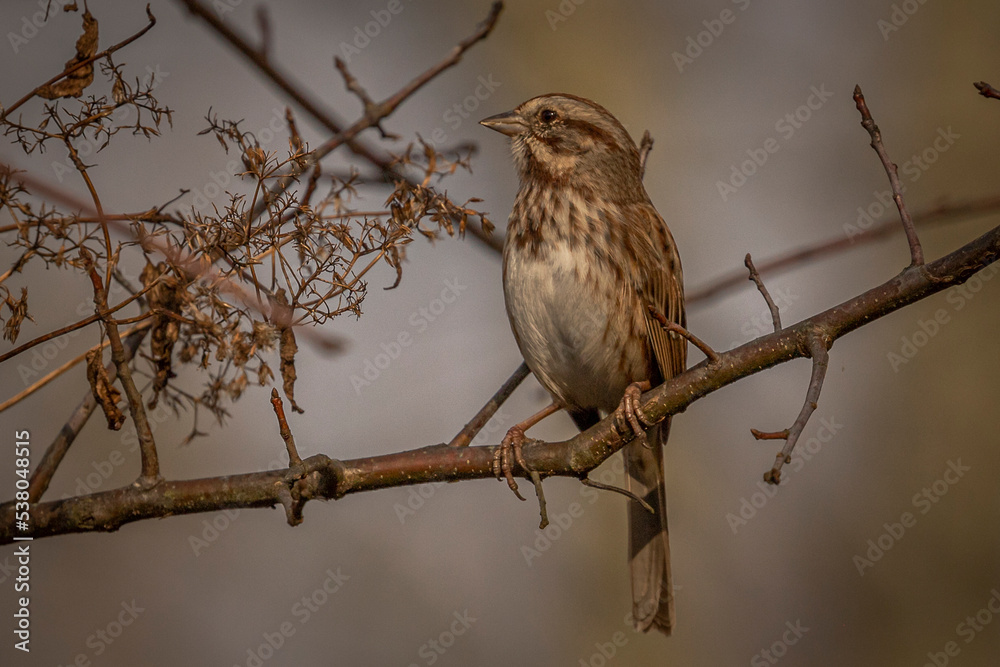 White-throated Sparrow perched on a tree branch White-throated Sparrow perched on a tree branch