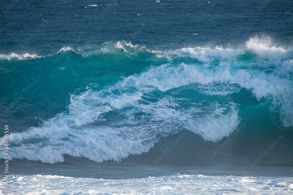 Fototapeta premium petrelle de barreau and wave