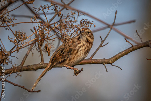 White-throated Sparrow perched on a tree branch