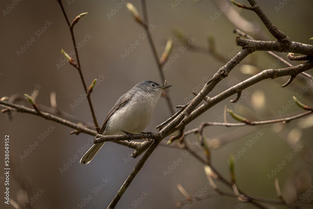 Blue-gray Gnatcatcher perched on a tree branch Blue-gray Gnatcatcher perched on a tree branch