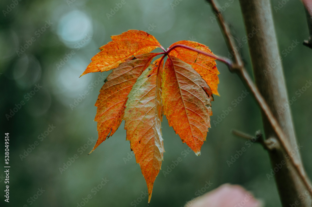 Orange virgina creeper leaf close up with bokeh background