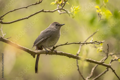 Gray Catbird perched on a tree branch
