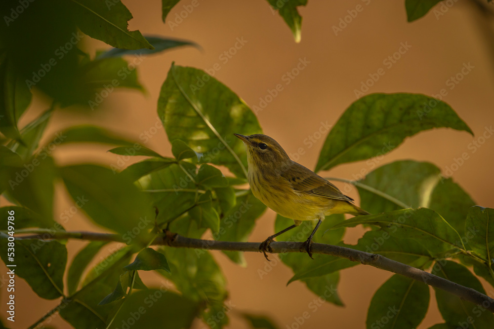 Palm Warbler perched on a tree branch Palm Warbler perched on a tree branch