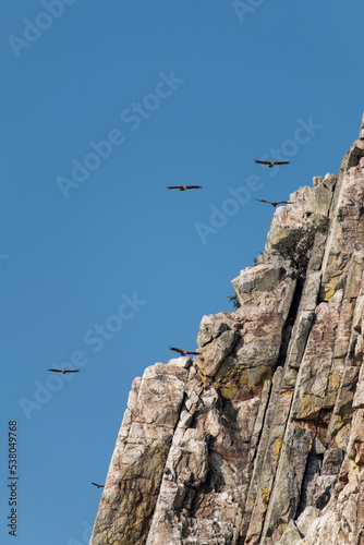 Vultures flying over Salto del Gitano crags. Monfrague National Park. photo