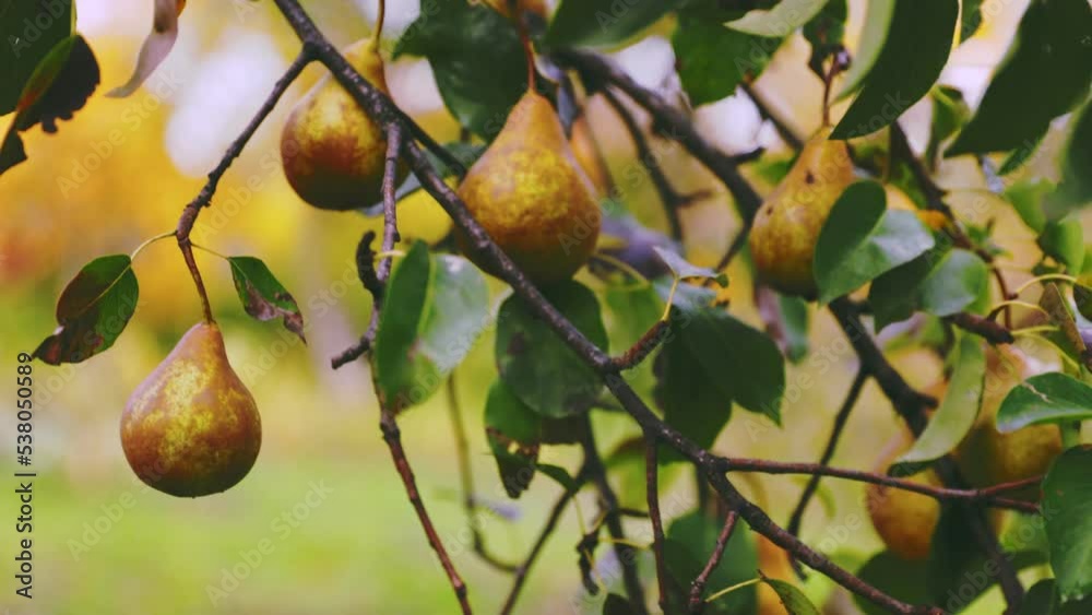 brown pears on a tree close-up brown pears on a tree close-up