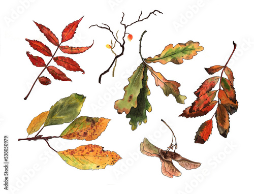 Set of autumn twigs and leaves isolated on a white background. Watercolor illustration.