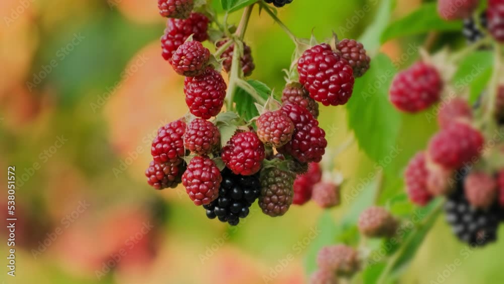Blackberry. Bunches of ripe black and red and green unripe blackberries swaying in the wind, dewberry grow on a bush on a summer day. Summer berries outdoors, close-up slow motion Blackberry. Bunches of ripe black and red and green unripe blackberries swaying in the wind, dewberry grow on a bush on a summer day. Summer berries outdoors, close-up slow motion