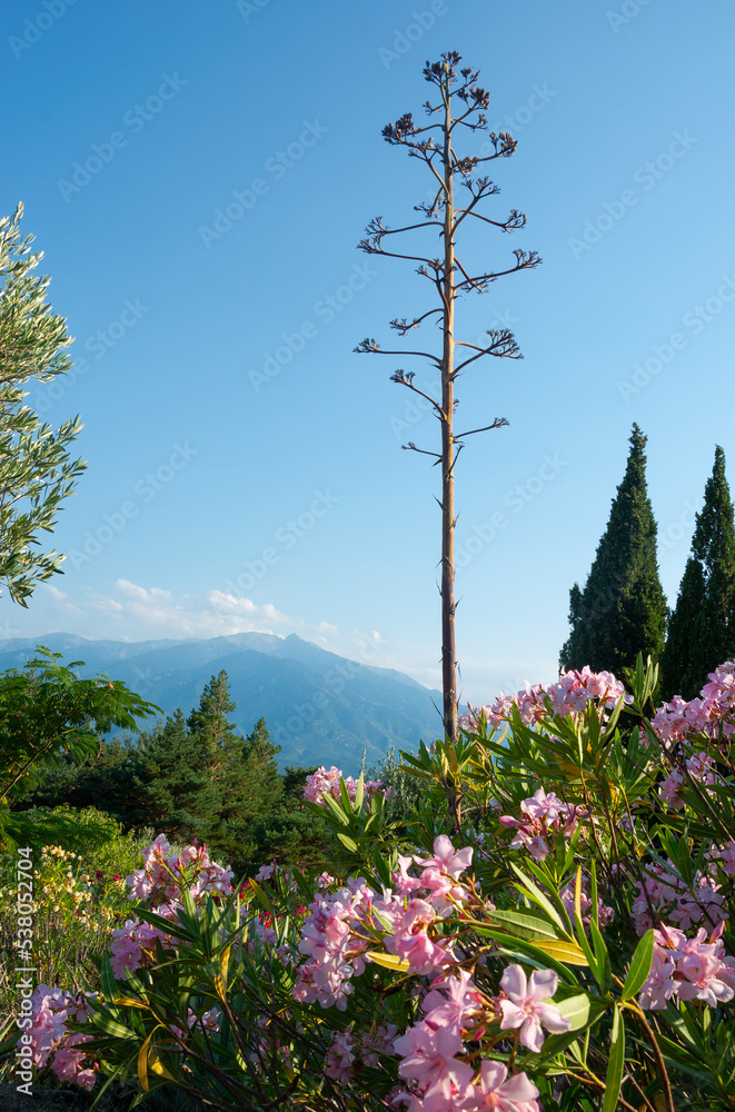 View of a Agave tree, flowers, mountains and beautiful landscape in the Pyrenees, France