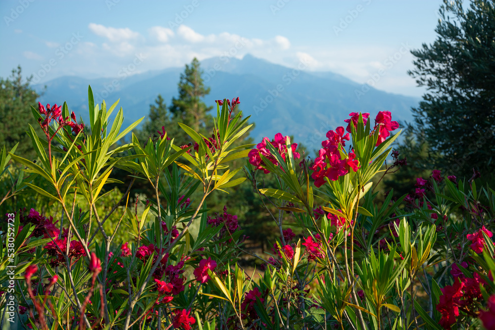 View of a flowers, mountains and beautiful landscape in the France