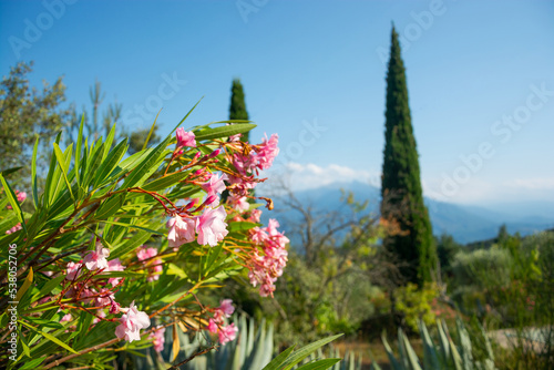 Obraz na płótnie View of a flowers, mountains and beautiful landscape in the France w salonie