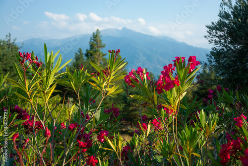 View of a flowers, mountains and beautiful landscape in the France