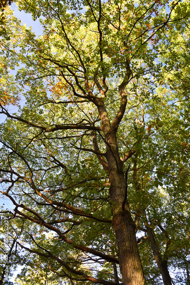 Obraz premium Forêt en automne avec feuilles et fougères