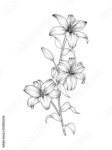 Hand drawn black lily flower composition in cute doodle style. Luxury elegant sketch vector illustration for postcard, wedding invitations, thank you card, birthday, logo, cosmetics.