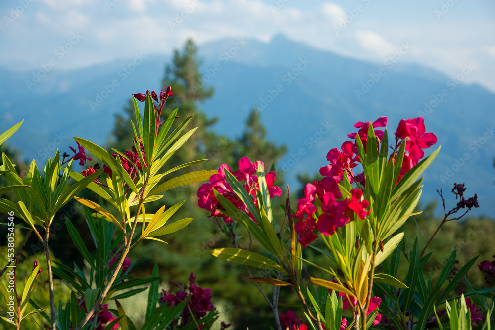 View of a flowers, mountains and beautiful landscape in the France