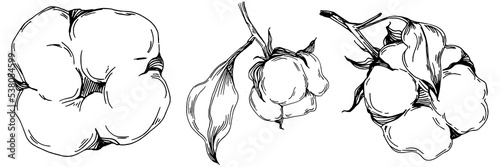 Vector cotton summer. Isolated botanical flower, leaves. Black and white engraved sketch ink art. Leaf plant botanical garden floral foliage. Wildflower drawing leaf illustration element.