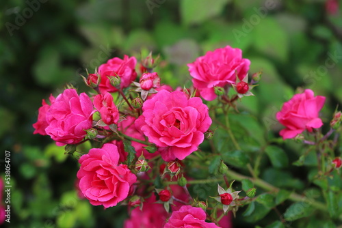 rosa Rosen  Rosa  Rosales  im Garten