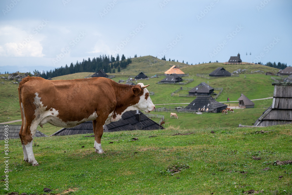 A grazing cow in the mountains of Velika Planina, a dispersed high-elevation settlement of mostly herders' dwellings on the karst Big Pasture Plateau in Upper Carniola region of Slovenia A grazing cow in the mountains of Velika Planina, a dispersed high-elevation settlement of mostly herders' dwellings on the karst Big Pasture Plateau in Upper Carniola region of Slovenia