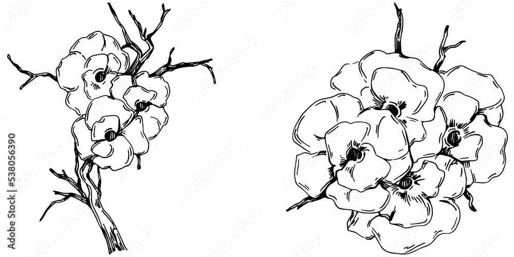 Naklejka premium Vector Sakura summer. Isolated botanical flower, leaves. Black and white engraved sketch ink art. Leaf plant botanical garden floral foliage. Wildflower drawing leaf illustration element.