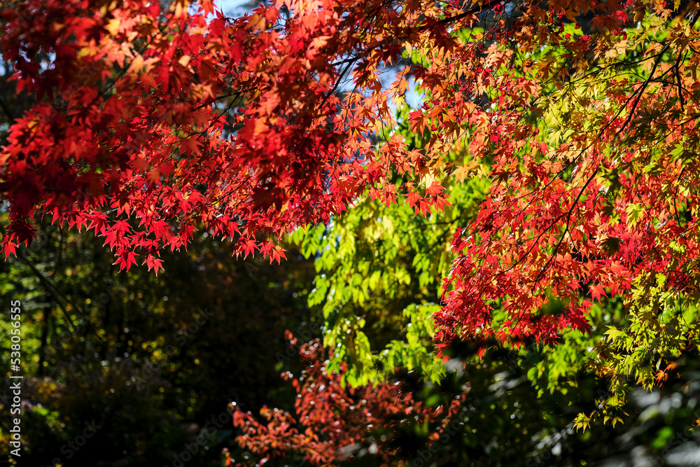 Colorful and bright background made of fallen autumn leaves